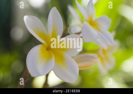 Flores de Plumeria, una flor fragante profundamente ligada a Hawai y su cultura, también llamada ''frangipani