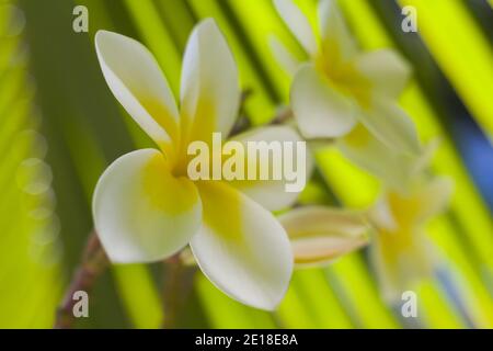 Flores de Plumeria, una flor fragante profundamente ligada a Hawai y su cultura, también llamada ''frangipani