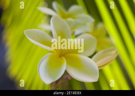 Flores de Plumeria, una flor fragante profundamente ligada a Hawai y su cultura, también llamada ''frangipani