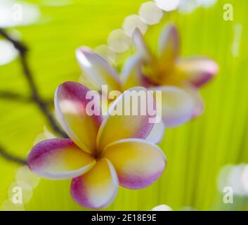 Flores de Plumeria, una flor fragante profundamente ligada a Hawai y su cultura, también llamada ''frangipani