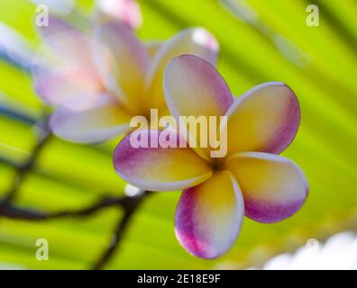 Flores de Plumeria, una flor fragante profundamente ligada a Hawai y su cultura, también llamada ''frangipani