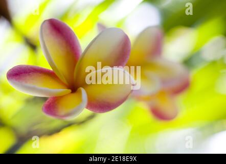 Flores de Plumeria, una flor fragante profundamente ligada a Hawai y su cultura, también llamada ''frangipani