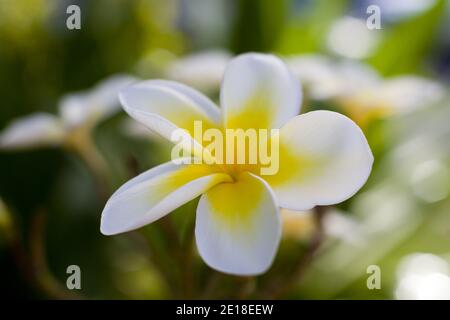Flores de Plumeria, una flor fragante profundamente ligada a Hawai y su cultura, también llamada ''frangipani