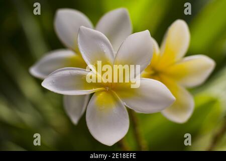 Flores de Plumeria, una flor fragante profundamente ligada a Hawai y su cultura, también llamada ''frangipani