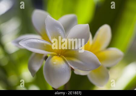Flores de Plumeria, una flor fragante profundamente ligada a Hawai y su cultura, también llamada ''frangipani