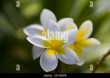 Flores de Plumeria, una flor fragante profundamente ligada a Hawai y su cultura, también llamada ''frangipani