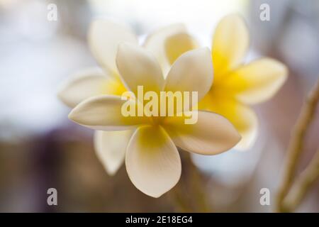 Flores de Plumeria, una flor fragante profundamente ligada a Hawai y su cultura, también llamada ''frangipani