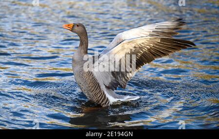 Ganso greylag en Kelsey Park, Beckenham, Gran Londres. Un ganso gris agita sus alas en el lago. Ganso greylag (Anser anser). Foto de stock