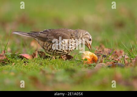 Migule Thrush comer manzanas caídas Bosque de Dean Reino Unido Foto de stock