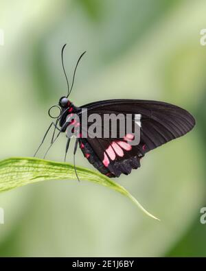 Vista lateral de la mariposa de corazón de cascabel macho de color rosa de pie en hoja verde Foto de stock