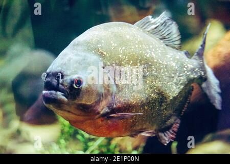 Piranha Fish - vista lateral