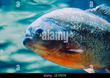 Piranha Fish - vista lateral