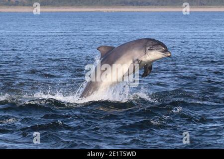 Delfín nariz de botella (Tursiops truncatus) que se desborda en el Moray Firth, Escocia. Foto de stock