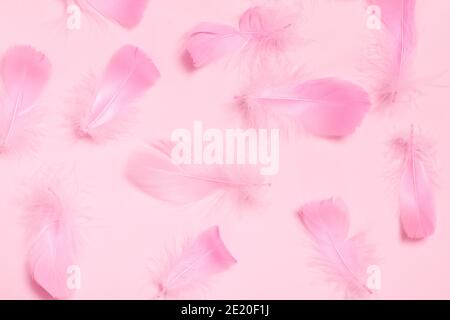 Plumas rosas nackground sobre un fondo blanco Fotografía de stock - Alamy