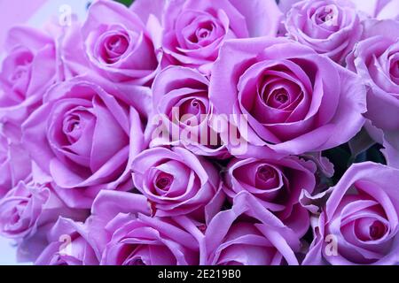 Fondo de hermosas rosas lilas. Foto de alta calidad Fotografía de stock -  Alamy