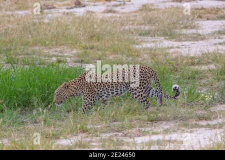 Leopardo (Panthera pardus), actividad diurna. Animal al aire libre, cautelosamente acercándose a un pequeño agujero de agua para beber. Perfil, vista lateral, postura. Foto de stock