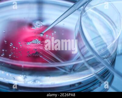 Investigación celular, pipetear la muestra en un plato de Petri de células en el laboratorio Foto de stock