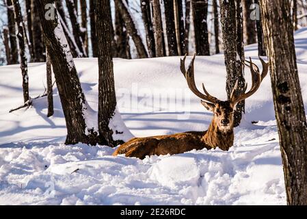 Parc Omega, Canadá, 2 de enero de 2021 - Roaming elk en el bosque de nieve en el Parque Omega en invierno Foto de stock
