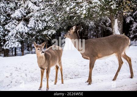 Parc Omega, Canadá, 2 de enero de 2021 - Roaming elk en el bosque de nieve en el Parque Omega en invierno Foto de stock