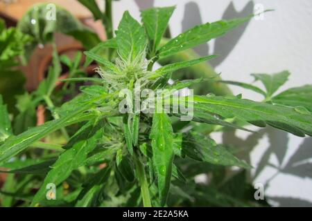 Un detalle de la planta de marihuana con hojas mojadas y pistilos con resina en el sol