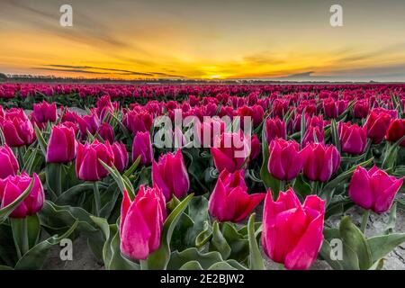 Tulipanes de color rosa oscuro en el campo de tulipanes al amanecer en primavera, Noordoostpolder / North-East Polder, provincia de Flevoland, países Bajos Foto de stock