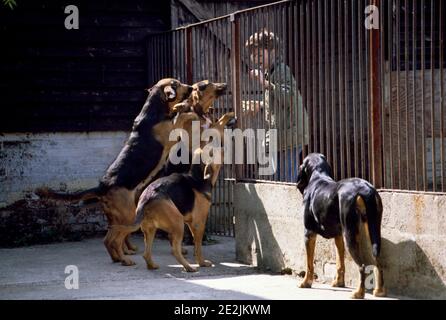 Bloodhounds saltarte en entusiasmo saludo propietario Foto de stock