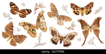 Una colección de mariposas y polillas pintadas en marrón. La polilla es un símbolo místico y talismán. Ilustración de vector de stock aislada sobre fondo blanco