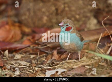 Cordon-bleu de mejillas rojas (Uraeginthus bengalus bengalus) macho adulto de pie en tierra Mole NP, Ghana Febrero