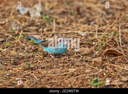Cordon-bleu (Uraeginthus bengalus bengalus) macho adulto que alimenta en tierra Mole NP, Ghana Febrero