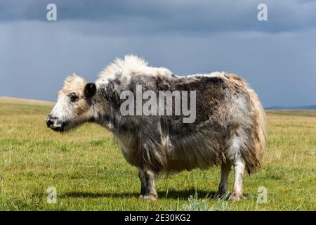 Yak blanco y negro pequeño, vaca, en la estepa verde de Mongolia. Foto de stock