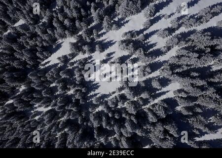 Vista de Ariel mirando hacia abajo en un bosque de pinos cubierto de nieve En los Alpes franceses Foto de stock