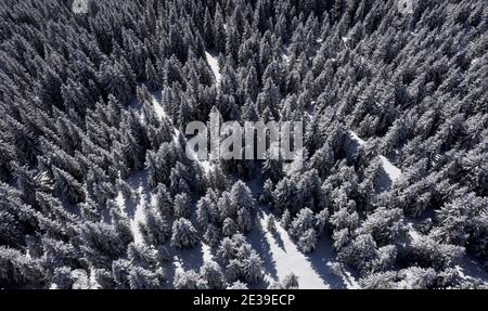 Vista de Ariel mirando hacia abajo en un bosque de pinos cubierto de nieve En los Alpes franceses Foto de stock