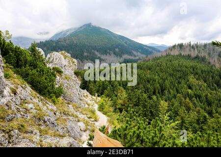 Bosque de coníferas con pinos de montaña y brucas en el monte rocoso Gesia Szyja en las montañas Tatra, con los montes Tatra en el fondo.