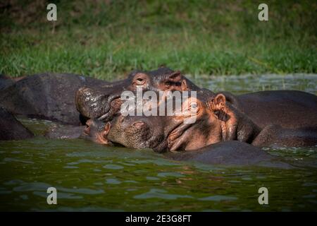 Hippos salvajes en África. Foto de stock