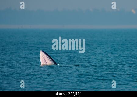 (210119) -- BEIHAI, 19 de enero de 2021 (Xinhua) -- una ballena de Bryde se forjan en aguas de la isla de Weizhou, en la región autónoma de Guangxi Zhuang, 15 de enero de 2021. La ballena de Bryde, vista principalmente en aguas tropicales y subtropicales, es considerada como una especie muy misteriosa de cetáceos, con una longitud corporal de 10 a 12 metros y un peso de hasta 15 toneladas. Un equipo de investigación científica, compuesto por científicos, videógrafos, pescadores y voluntarios, ha estado realizando investigaciones sobre las ballenas y tomando el papel de guardianes de estos mamíferos marinos desde que fueron descubiertos por primera vez en aguas de Foto de stock