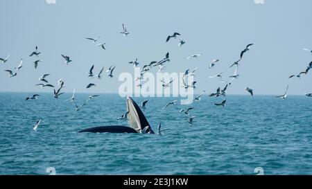 (210119) -- BEIHAI, 19 de enero de 2021 (Xinhua) -- una ballena de Bryde se forjan en aguas de la isla de Weizhou, en la región autónoma de Guangxi Zhuang, 15 de enero de 2021. La ballena de Bryde, vista principalmente en aguas tropicales y subtropicales, es considerada como una especie muy misteriosa de cetáceos, con una longitud corporal de 10 a 12 metros y un peso de hasta 15 toneladas. Un equipo de investigación científica, compuesto por científicos, videógrafos, pescadores y voluntarios, ha estado realizando investigaciones sobre las ballenas y tomando el papel de guardianes de estos mamíferos marinos desde que fueron descubiertos por primera vez en aguas de Foto de stock