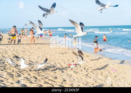 Miami, Florida - 1 de enero de 2021: Un Flock de gavias volando sobre las playas de Miami Florida. Foto de stock