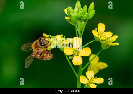 Imagen de abeja o abeja melífera en la flor recoge néctar. Abeja melífera dorada sobre polen de flores con fondo de espacio difuminado para texto. Insecto. Animal.