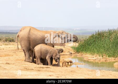 Elefante Africano (Loxodonta africana) Cow y dos terneros bebiendo en la presa de Hatoor, Parque Nacional de Elefante Addo, Cabo Oriental, Sudáfrica con leopardo