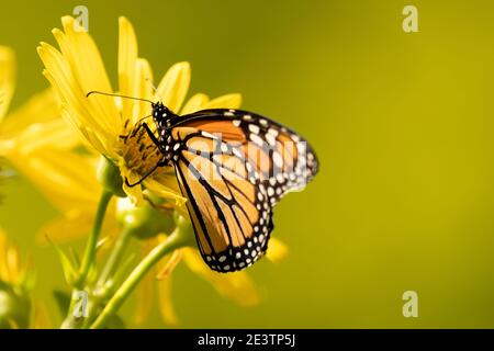 La mariposa monarca (Danaus plexippus) se alimenta de la flor amarilla. La población de mariposas monarca se acerca a la extinción Foto de stock