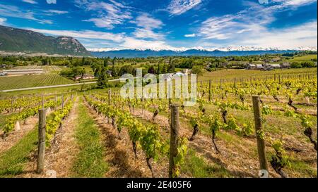 Apremont (sureste de Francia): Paisaje con viñedos en primavera bajo el cielo azul, a lo largo de la ruta del vino alpino, y la montaña Granier. En la Foto de stock