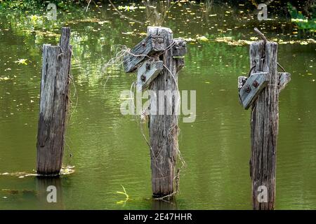 Decayando postes de madera una vez utilizados para un puente que cruza un arroyo