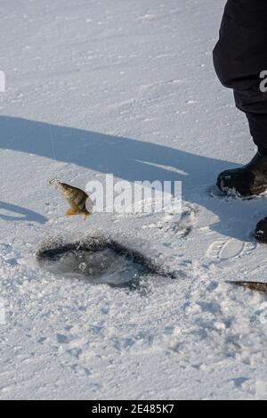 Pesca en hielo en el lago en un día soleado y helado. Pescador sosteniendo perca en el gancho. Actividad invernal Foto de stock