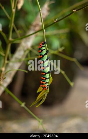 Color verde y rojo Caterpillar en la naturaleza, Barcarena, Estado de Pará, Selva Amazónica, Norte de Brasil.