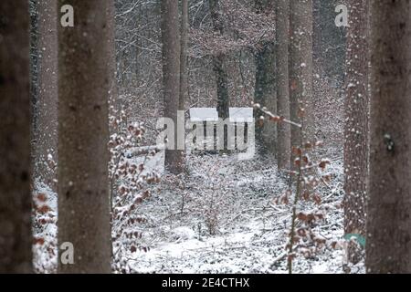 Bosque en invierno, lugar de alimentación para el ciervo rojo