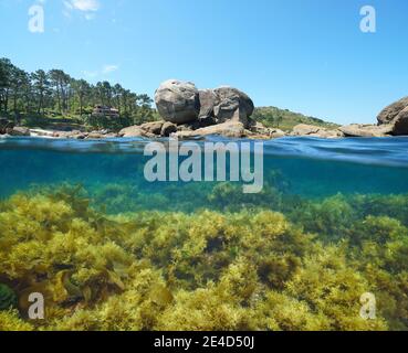 España Costa atlántica en Galicia, rocas y algas submarinas en el océano, vista dividida sobre y debajo de la superficie del agua, Bueu, provincia de Pontevedra