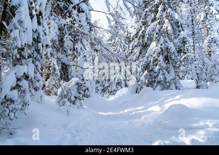 Romántico sendero alpino de montaña a través de árboles de picea cubiertos de nieve fresca en los Alpes en un día claro, frío y soleado en invierno con cielos azules.