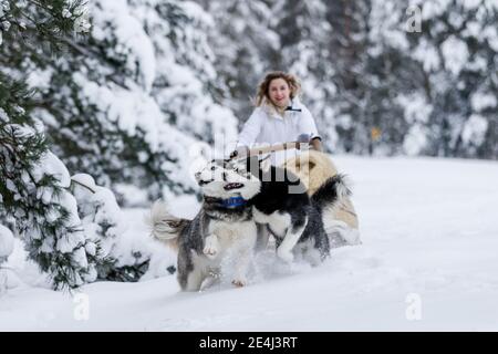 La chica se monta en un trineo en un trineo con huskies siberianos en el bosque de invierno. Mascota. Husky. Impresión de Husky