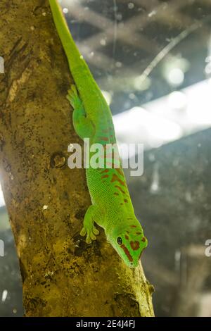 El gecko de día gigante de Madagascar (Phelsuma grandis) es una especie arbórea diurna de gecko de día, nativa de zonas de bosque tropical y subtropical Foto de stock