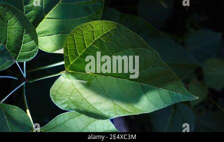 Imagen abstracta de las hojas de Catalpa en el jardín. Enfoque selectivo, fondo borroso. Apellido Bignoniaceae, Nombre científico Catalpa